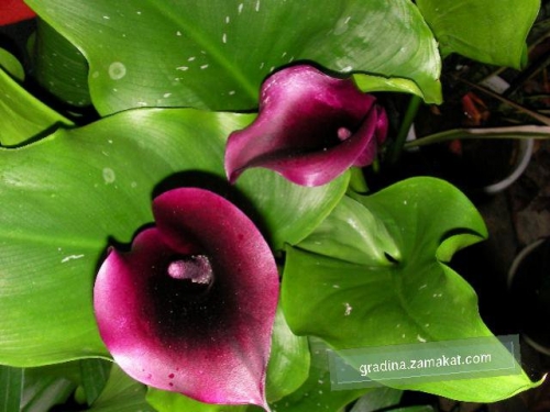 Кала, черна (Zantedeschia Calla) Кала, черна (Zantedeschia Calla)