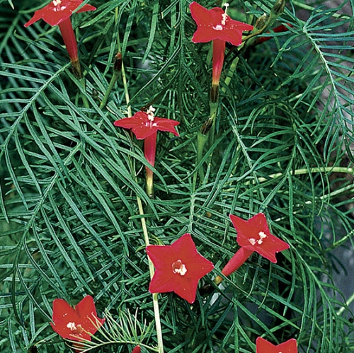 Ипомея, Кипърска лоза (Quamoclit, Ipomoea, Cypress Vine)