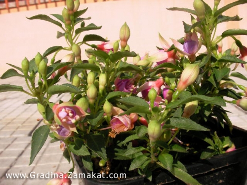 Градинска Обичка, Фуксия (Fuchsia Heidi Ann) Градинска Обичка, Фуксия (Fuchsia Heidi Ann)