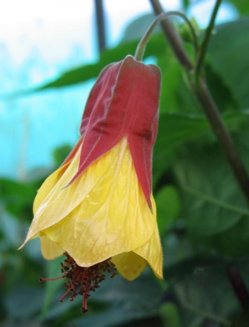 Абутилон (Abutilon Kentish Belle) Абутилон (Abutilon Kentish Belle)