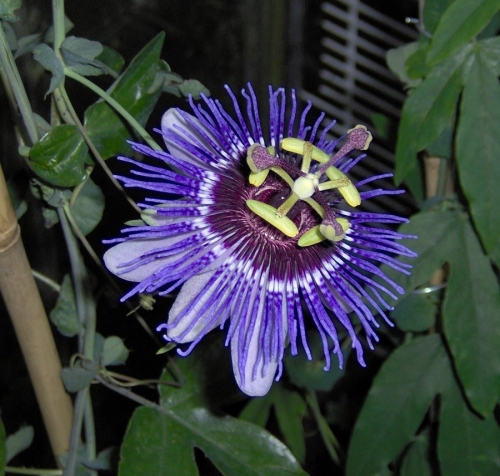 Пасифлора (Passiflora) Пасифлора (Passiflora)