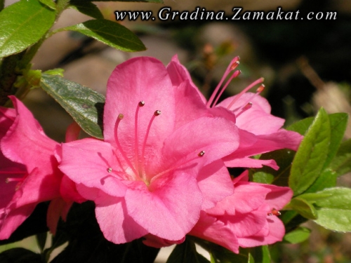 Рододендрон, розов (Rhododendron) Рододендрон, розов (Rhododendron)