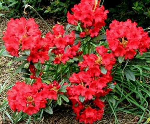 Рододендрон, червен (Rhododendron) Рододендрон, червен (Rhododendron)