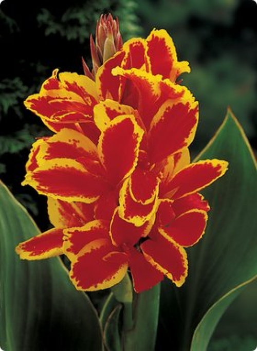 Кана (Canna Lucifer)
