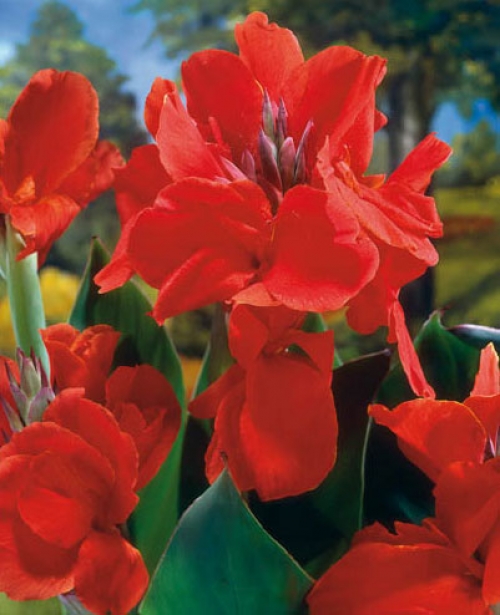 Кана (Canna The President)