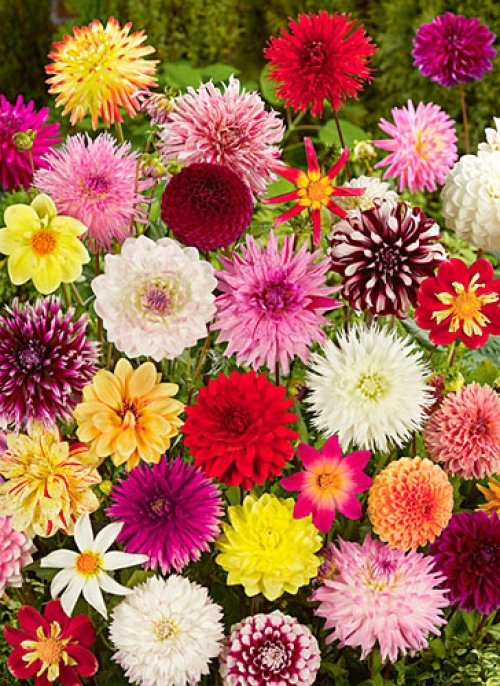 Далия, микс (Dahlia mixed)