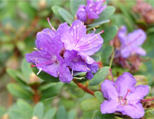 Рододендрон, ситен, лилав, градински (Rhododendron Purple Pillow) Рододендрон, ситен, лилав, градински (Rhododendron Purple Pillow)