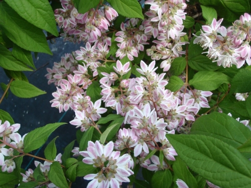 Дойция хибрида (Deutzia gracilis) Дойция хибрида (Deutzia gracilis)