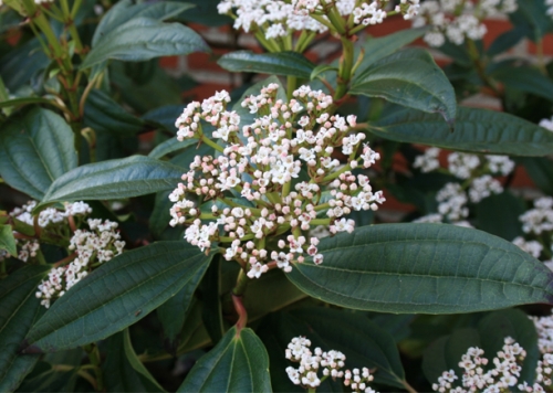 Вибурнум  (Viburnum davidii )