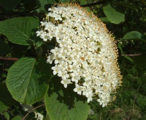 Вибурнум, черна калина (Viburnum lantana)