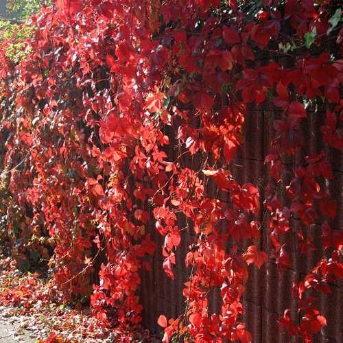 Дива лоза, средна (Parthenocissus)