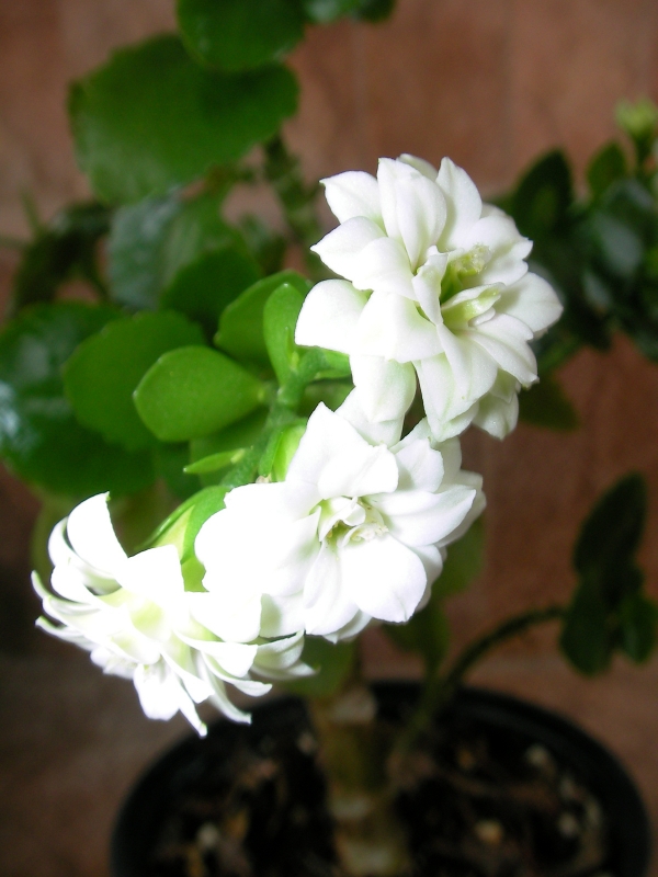 Каланхое Каландива, бяло (Kalanchoe calandiva) Каланхое Каландива, бяло (Kalanchoe calandiva)