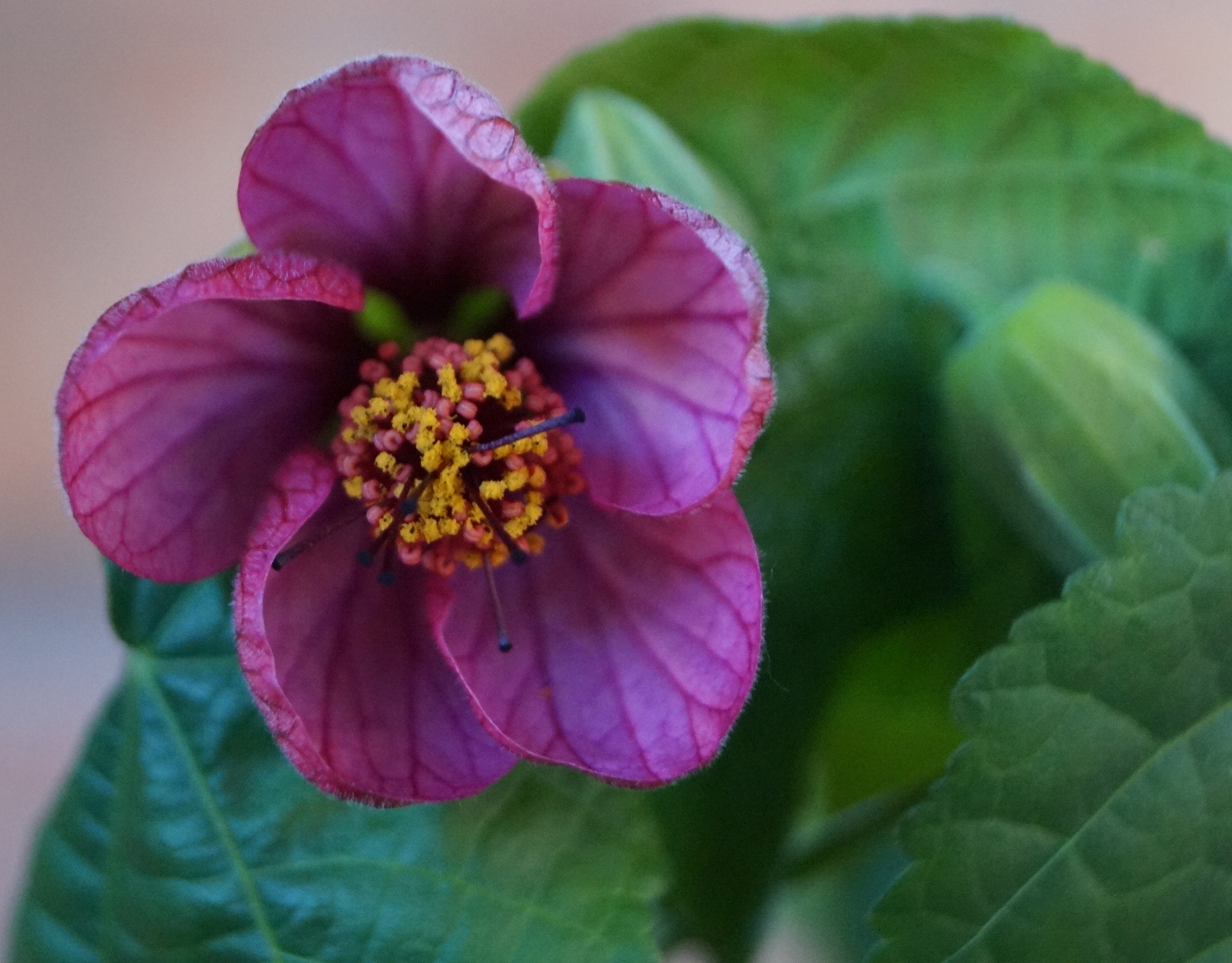 Абутилон, лилав (Abutilon) Абутилон, лилав (Abutilon)