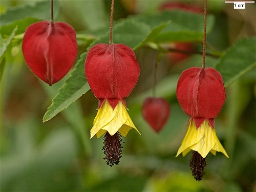 Абутилон мегапотамикум (Abutilon mega) Абутилон мегапотамикум (Abutilon mega)