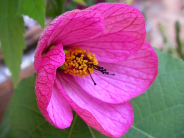 Абутилон, розов (Abutilon) Абутилон, розов (Abutilon)