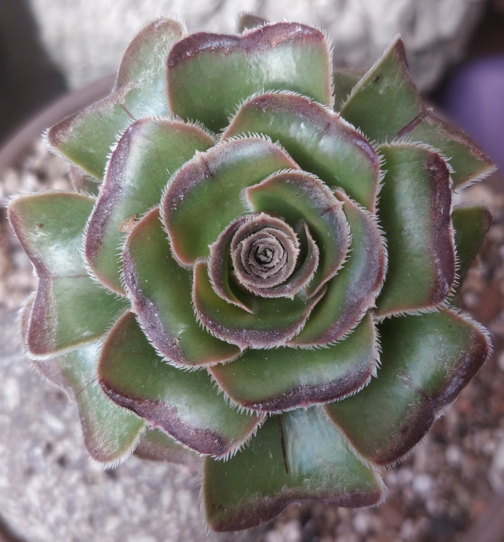 Еониум (Aeonium arboreum var. rubrolineatum, 달마법사 단품)