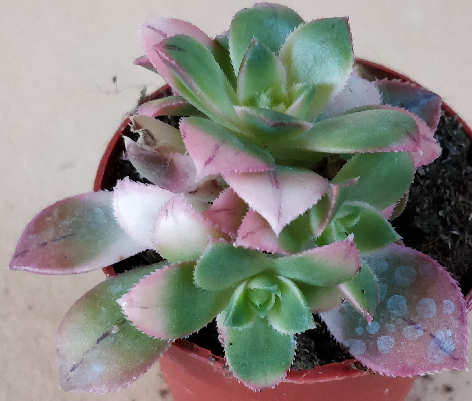Еониум (Aeonium decorum variegata, Aeonium kiwionium)