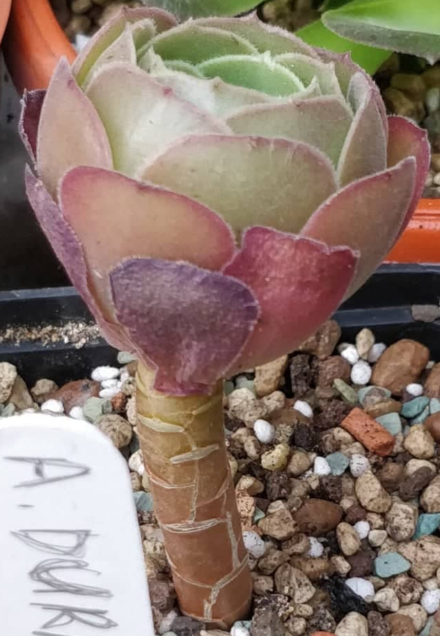 Еониум (Aeonium Durango)