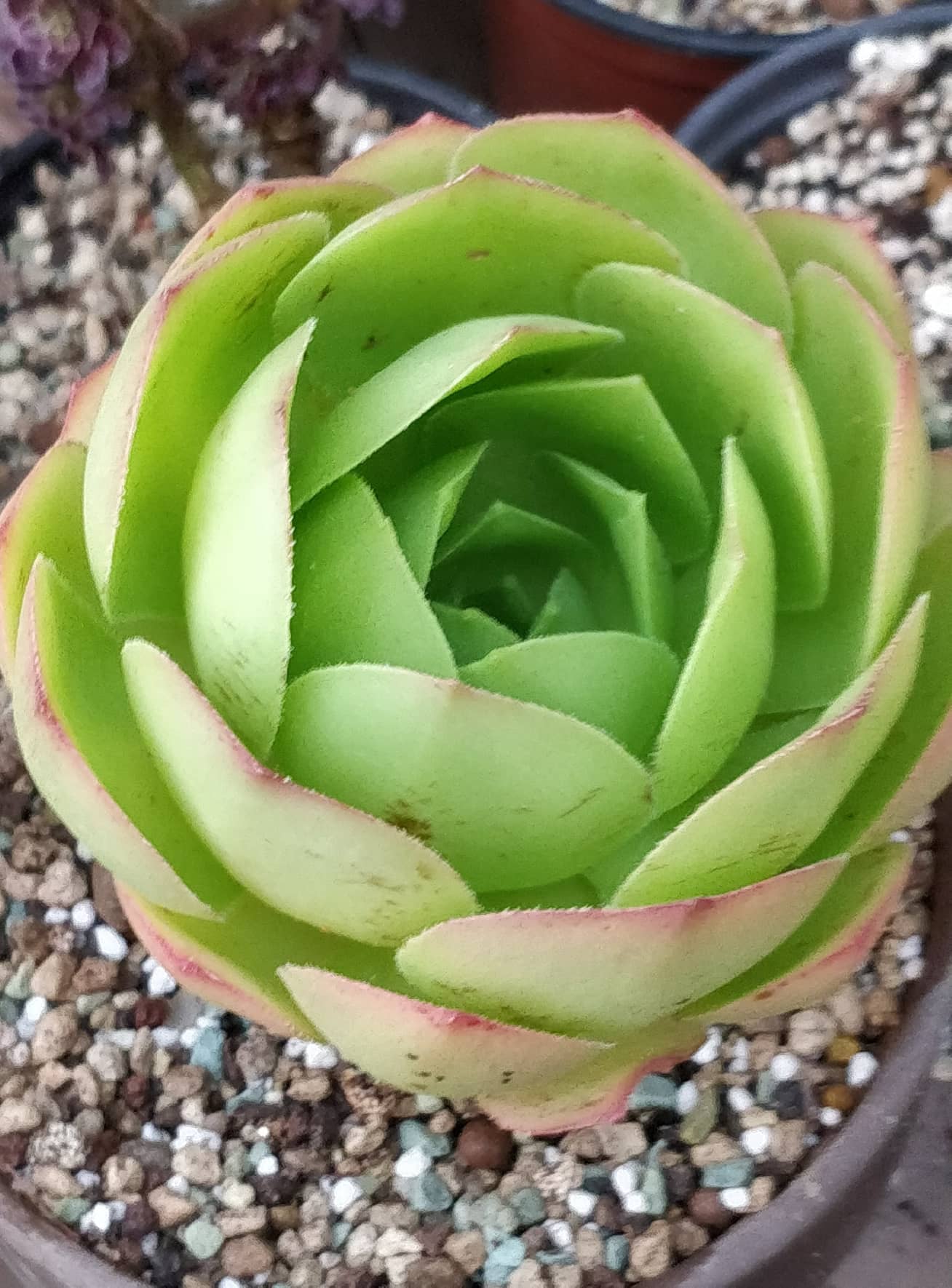 Еониум (Aeonium glandulosum Sao Vicente Madeira)