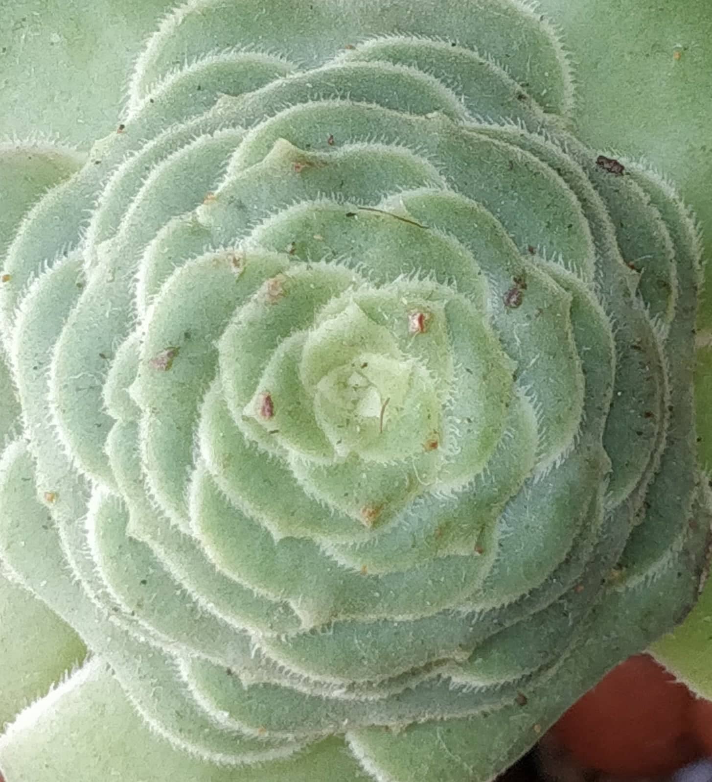 Еониум (Aeonium Korneliuslemsii)