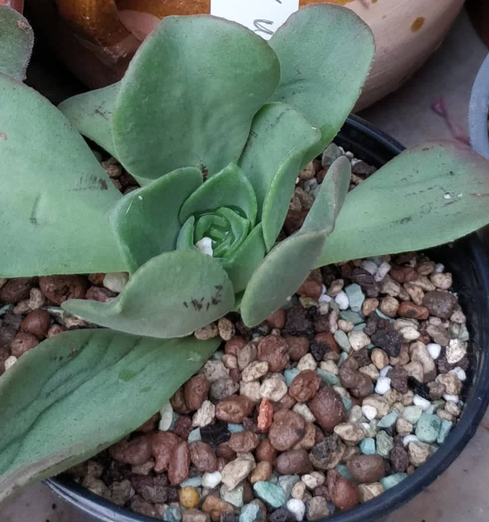 Еониум (Aeonium Lilly Pad x urbicom)