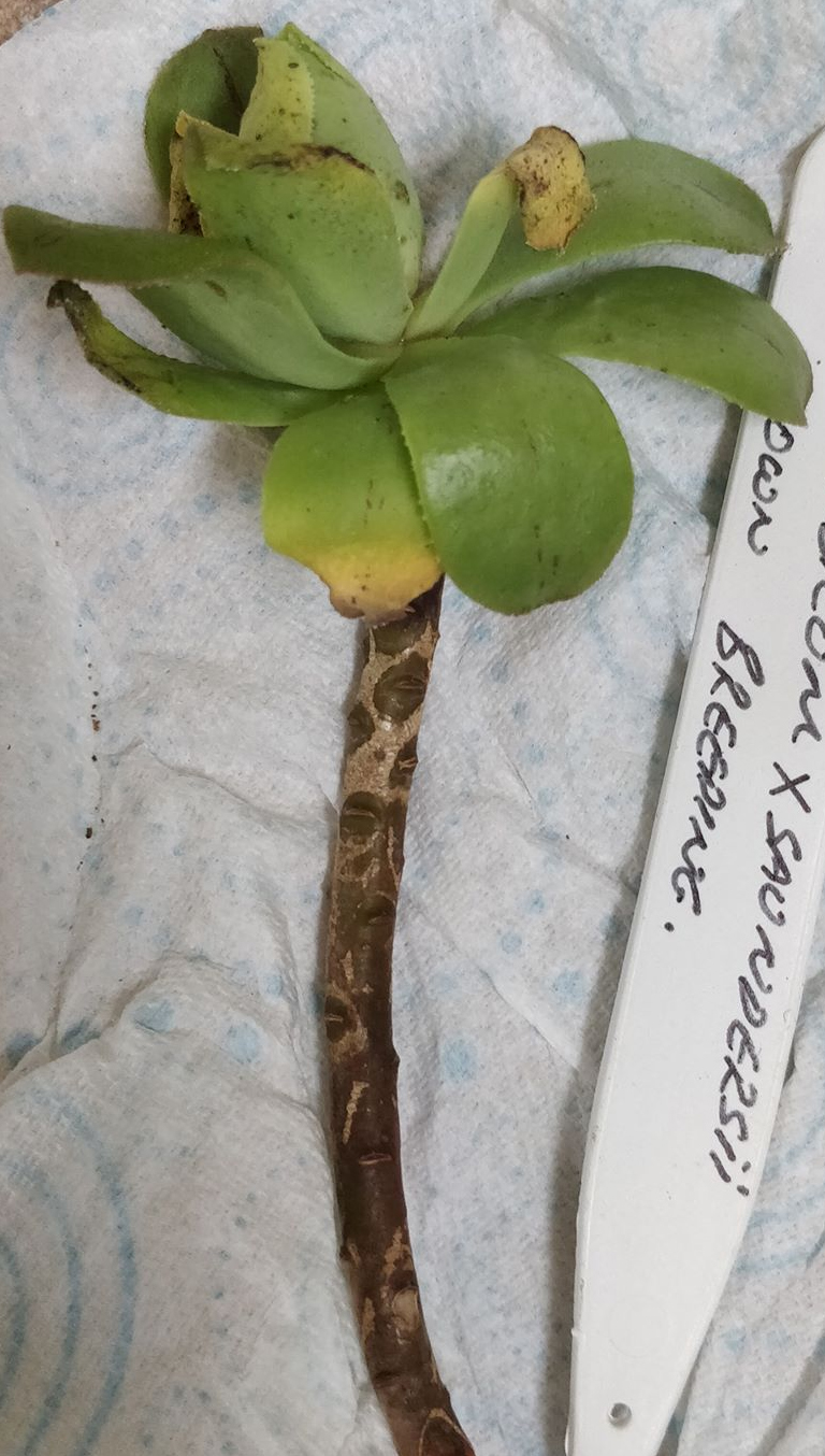 Еониум (Aeonium psuedourbicum x saundersii)