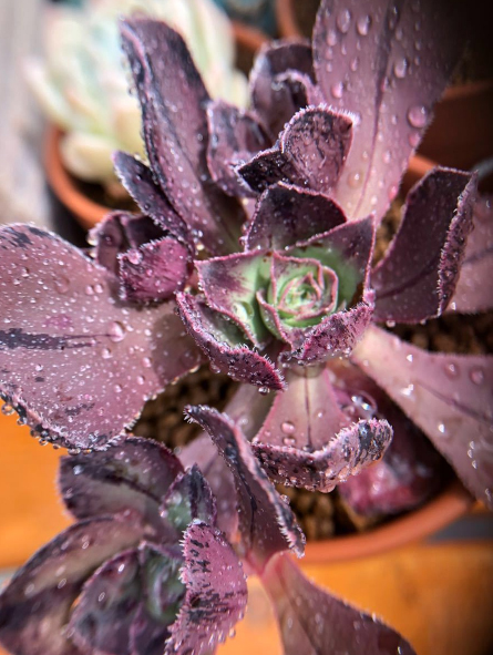 Еониум (Aeonium Rososcope アエオニウム ロスコープ Mariner Lapostolle)