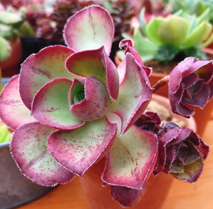 Еониум (Aeonium Rososcope アエオニウム ロスコープ Mariner Lapostolle)