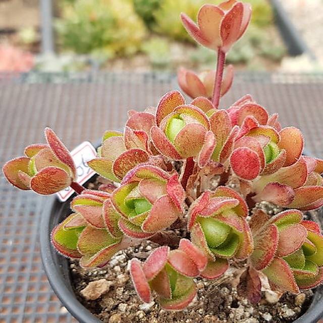 Еониум (Aeonium saundersii)