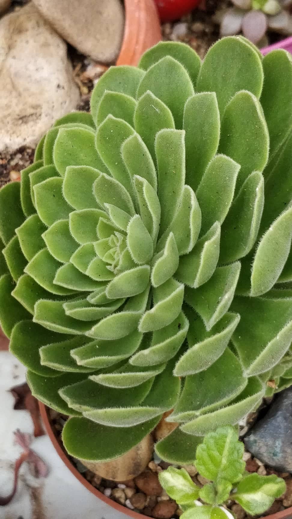 Еониум (Aeonium spathulatum x tabuliforme)