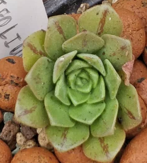 Еониум (Aeonium x occidentale goochiae x sedifolium (habitat))