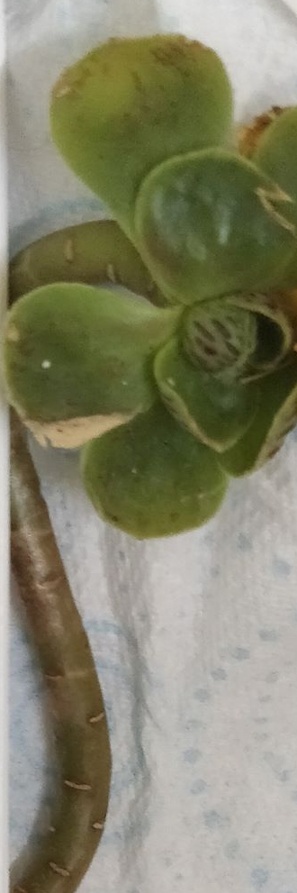 Еониум (Aeonium x rowleyi spathulatum x smithii)