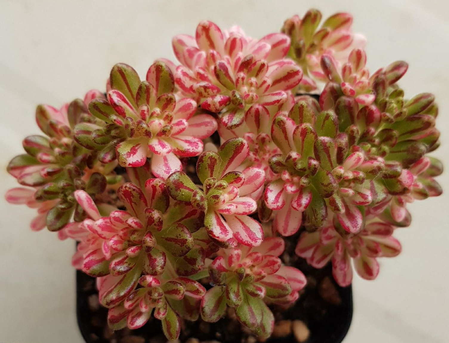 Еониум седифолиум вариегата (Aeonium sedifolium variegata)