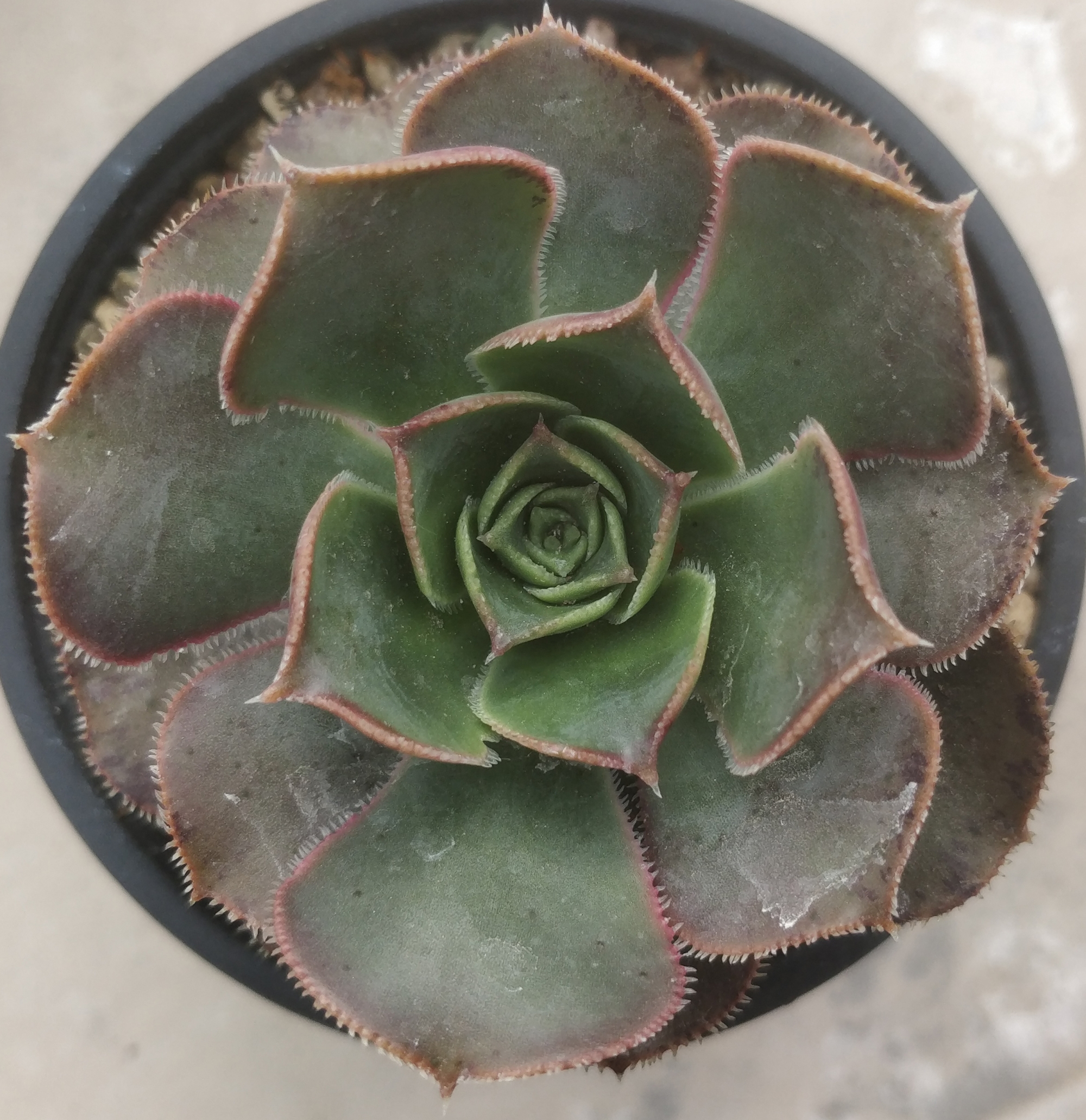 Еониум сп (Aeonium sp)