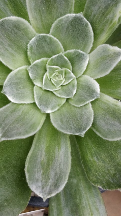 Еониум Сукулент (Aeonium Succulent 태양금)