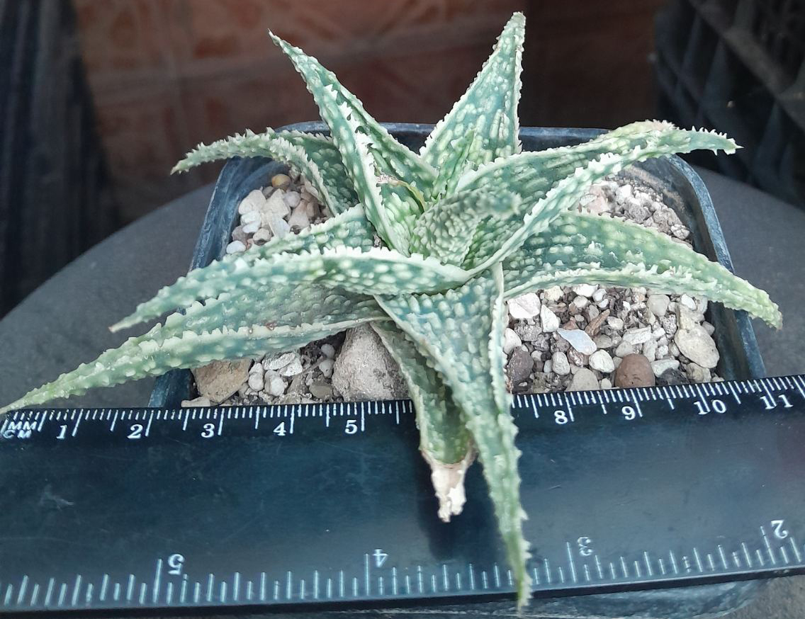 Алое (Aloe rauhii) Алое (Aloe rauhii)