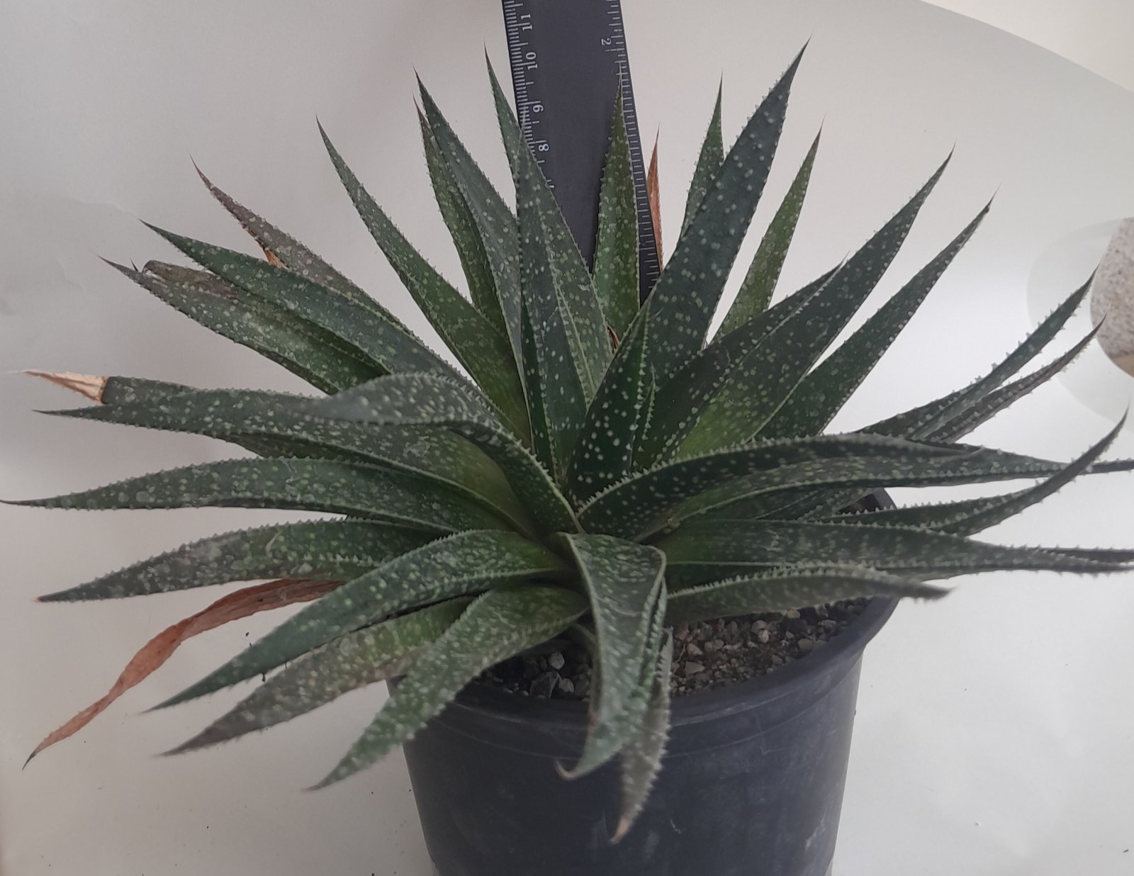 Алое, Гастералое (Aloe, Gasteraloe) Алое, Гастералое (Aloe, Gasteraloe)