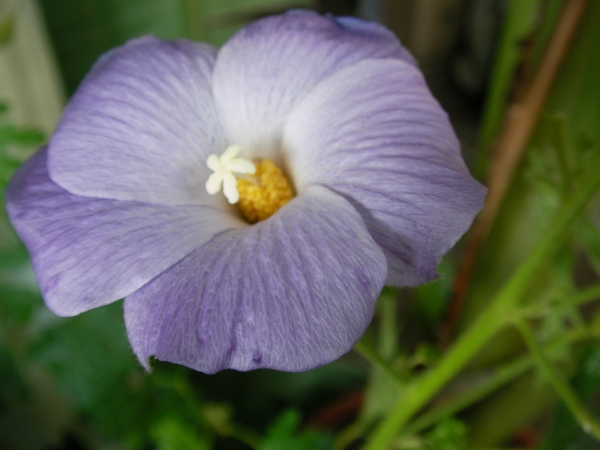Алогине (Alyogyne huegelii Santa Cruz  Blue Hibiscus)