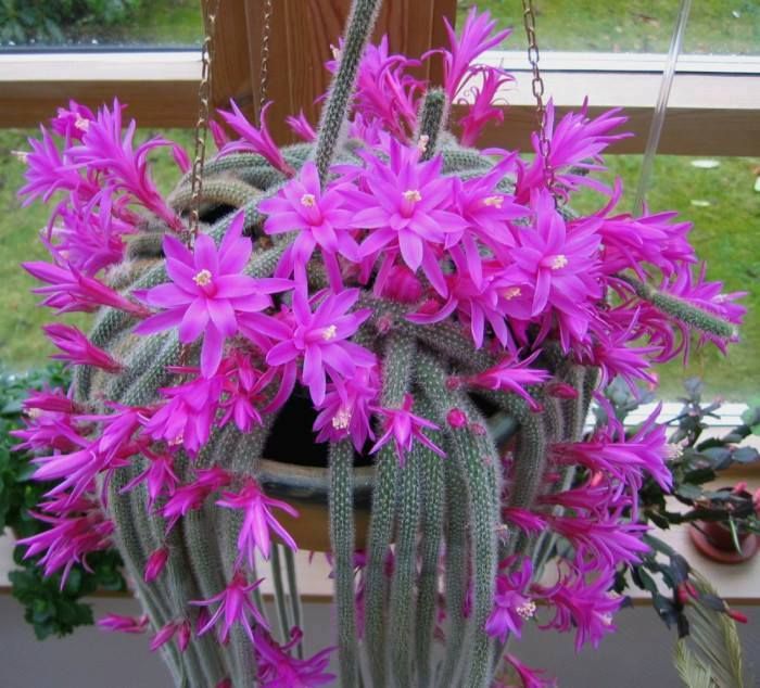 Апорокактус (Aporocactus  flagelliformis)