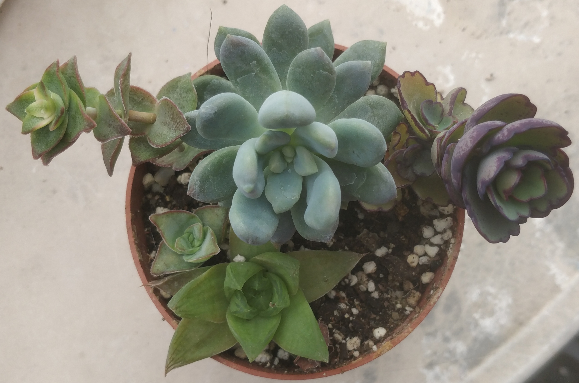 Аранжировка сукуленти микс (Arrangement succulents mix)