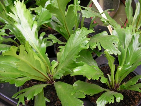 Асплениум (Asplenium)