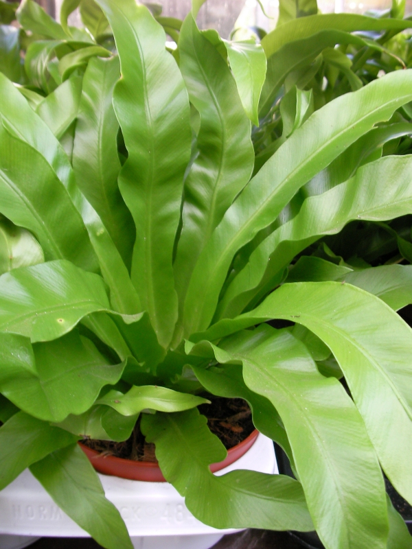 Асплениум (Asplenium)