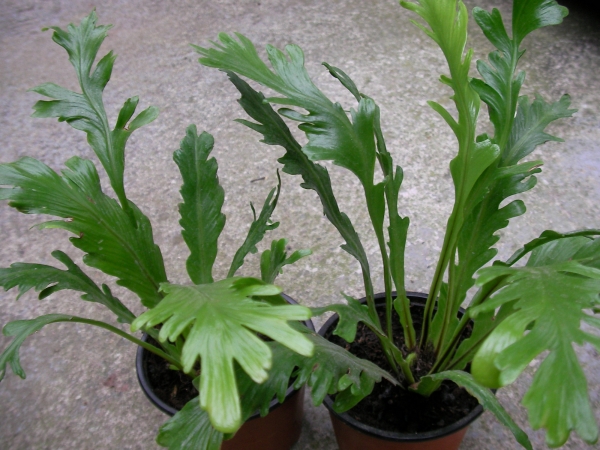 Асплениум (Asplenium)