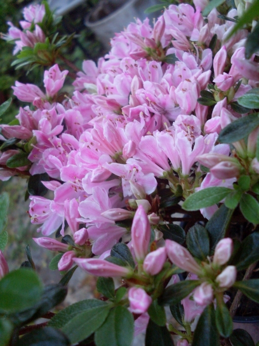 Азалия,рододендрон розов (Azalea Rhododendron) Азалия,рододендрон розов (Azalea Rhododendron)