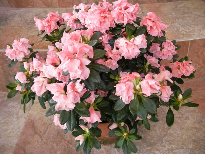 Азалия, градинска, Рододендрон, розова (Azalea Sabina, Rhododendron) Азалия, градинска, Рододендрон, розова (Azalea Sabina, Rhododendron)