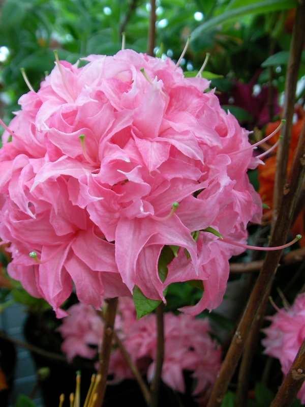 Азалия (Azalea) Азалия (Azalea)