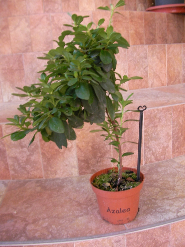 Азалия (Azalea) Азалия (Azalea)