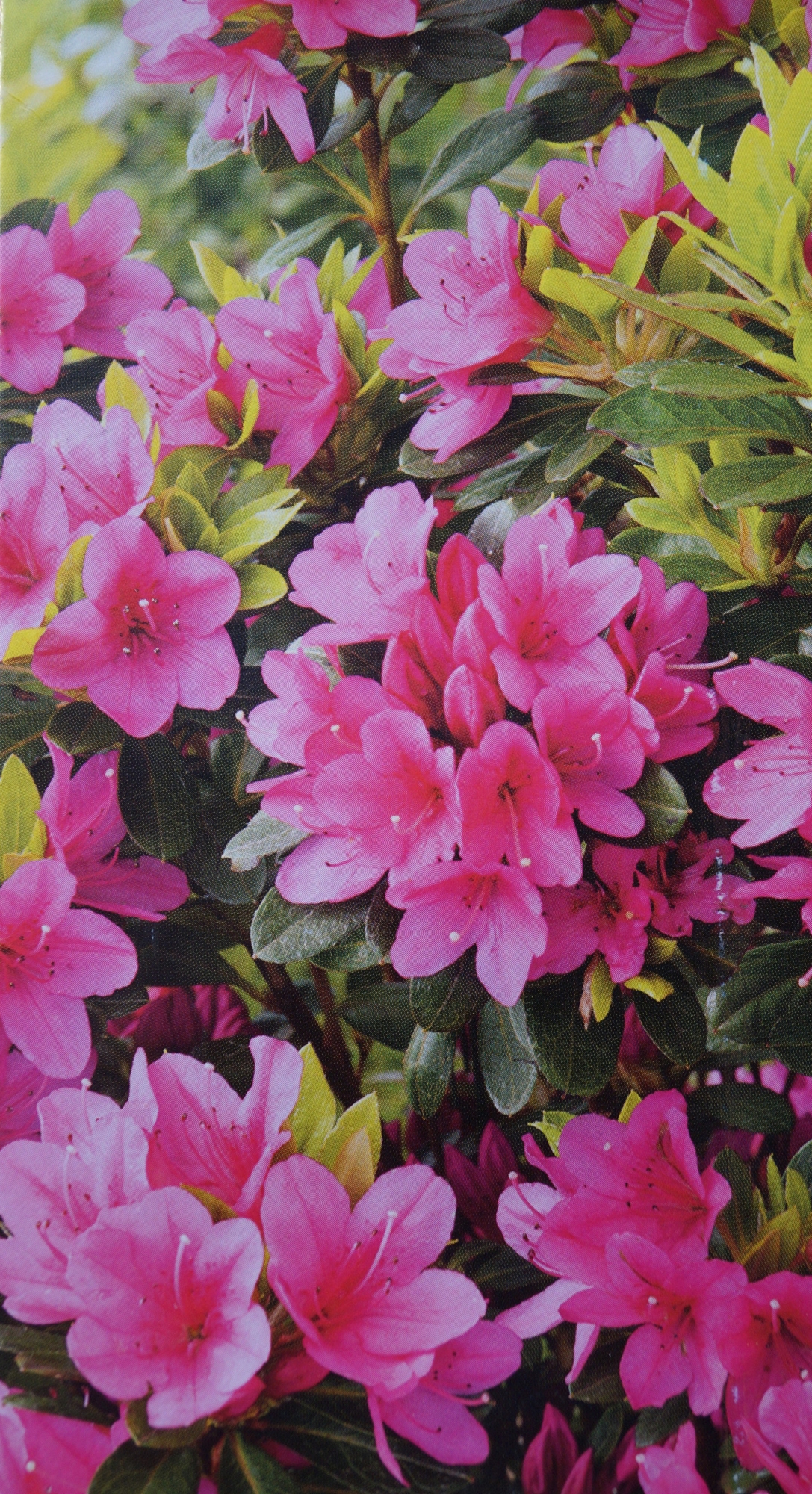 Азалия (Azalea) Азалия (Azalea)