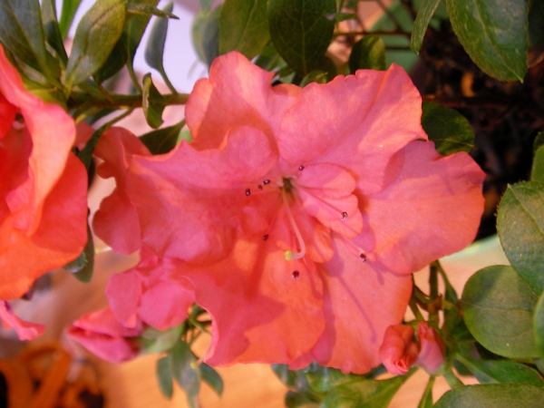 Азалия градинска червена (Azalea japonica) Азалия градинска червена (Azalea japonica)