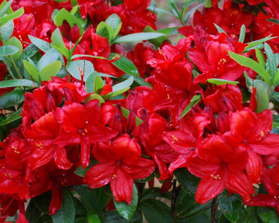 Азалия (Azalea Knap-Hill-Hybride Nabucco) Азалия (Azalea Knap-Hill-Hybride Nabucco)